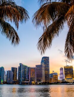 Image of Miami Skyline